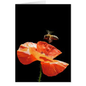 approach to poppy flower (Front)