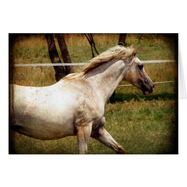 Appy (Front Horizontal)