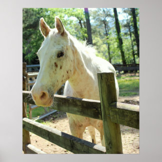 Appy the Horse Poster