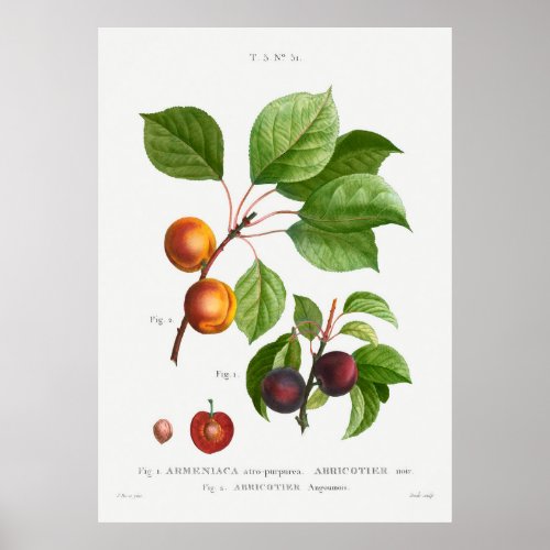 Apricot Abricotier angoumoisfrom Traite des Arbres Poster