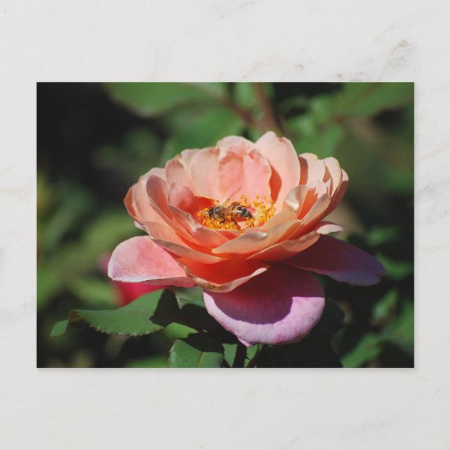 Apricot and Lavender Rose with Bee Postcard (Front)