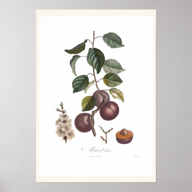 Apricot-Black apricot Poster (Front)