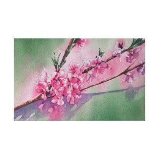 Apricot Blossoms in Spring
