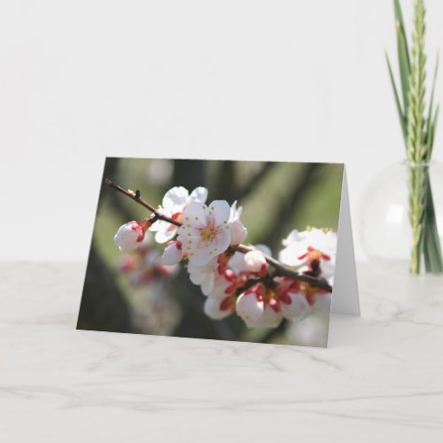 Apricot Blossoms Notecard