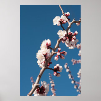 Apricot Blossoms Poster