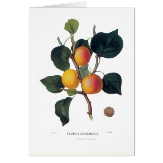 Apricot Cards (Front)