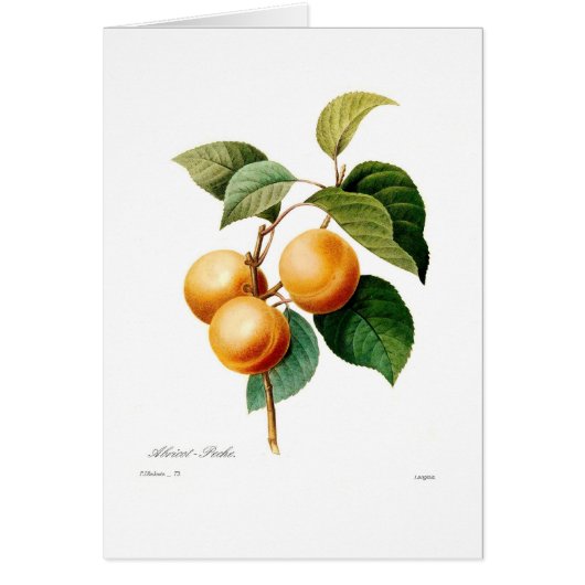 Apricot Cards (Front)