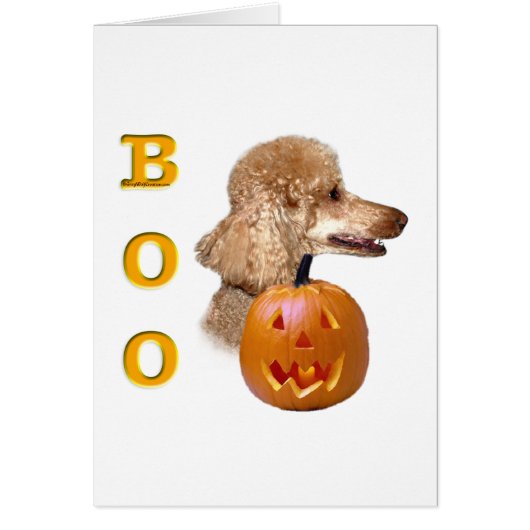 Apricot Coated Poodle Boo (Front)