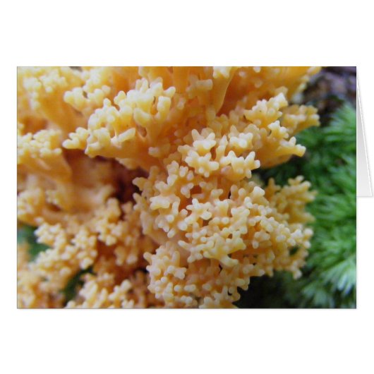 Apricot Coral Fungi Cards (Front Horizontal)