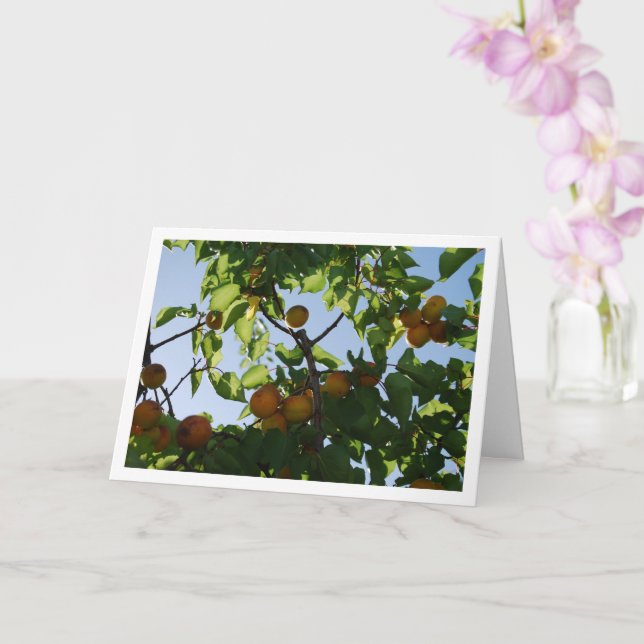 Apricot Fruit on Tree Card (Orchid)