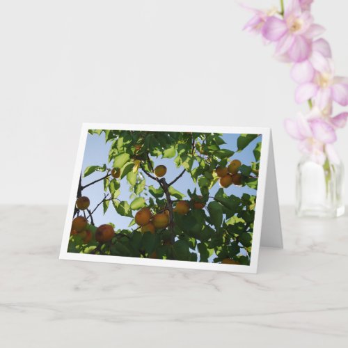 Apricot Fruit on Tree Card