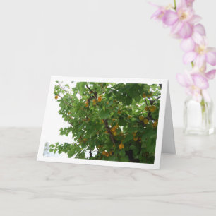 Apricot Fruit on Tree Portrait Card