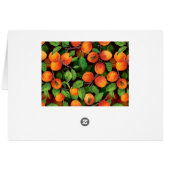 Apricot garden 1 (Back Horizontal)