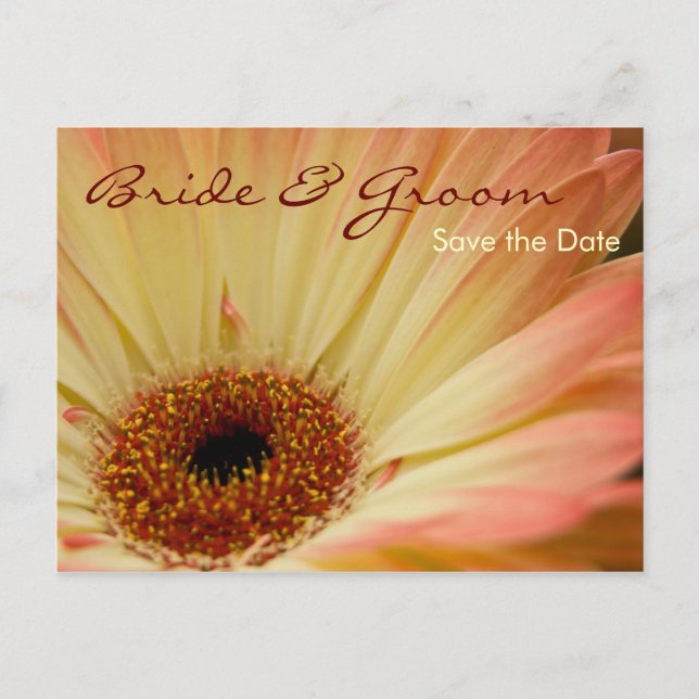 Apricot Gerbera • Save the Date Postcard (Front)