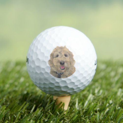 Apricot Golden Doodle Golf Balls