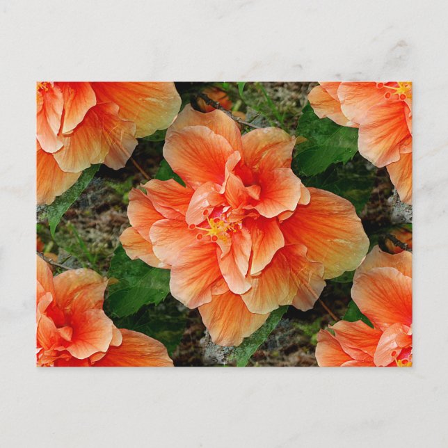 Apricot Hibiscus Tropical Flower Postcard (Front)
