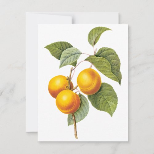 Vintage Food Fruit, Apricot Peach by Redoute Personalized Invite