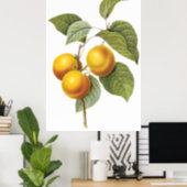 Apricot-Peach Poster (Home Office)