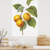 Apricot-Peach Poster (Kitchen)