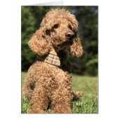 Apricot Poodle Customizable (Front)