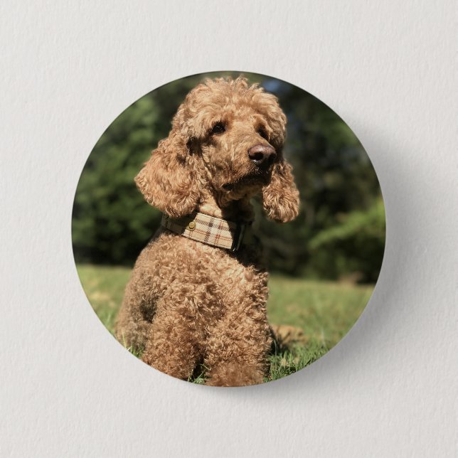 Apricot Poodle Customizable Button (Front)