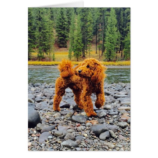 Apricot Poodle - Customizable Gift (Front)