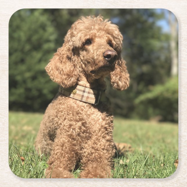 Apricot Poodle Customizable Square Paper Coaster (Front)