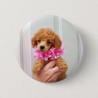 Apricot Poodle  Dog Pinback Button