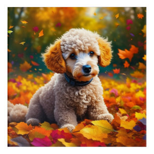 Apricot Poodle Puppy in Fall Leaves Acrylic Print