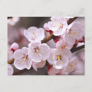 Apricot Postcard