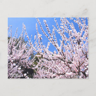 Apricot Postcard