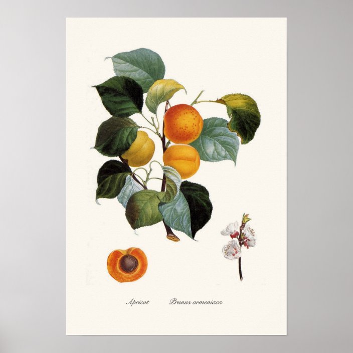 abricotine vintage poster for sale