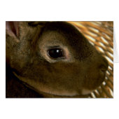 Apricot Rex Rabbit (Front Horizontal)