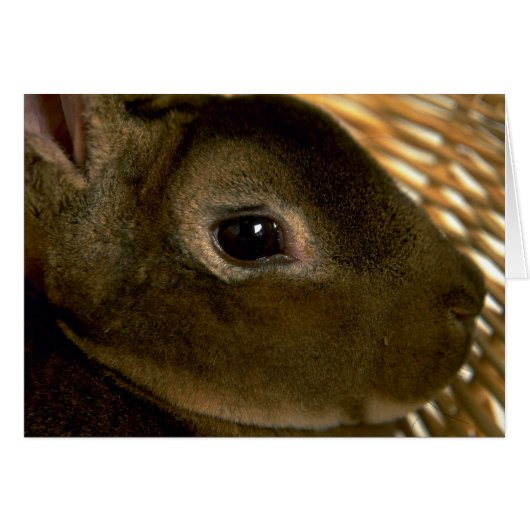 Apricot Rex Rabbit Cards (Front Horizontal)