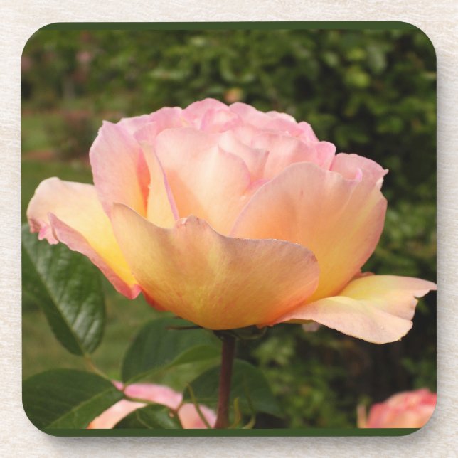 Apricot Rose  Beverage Coaster (Front)