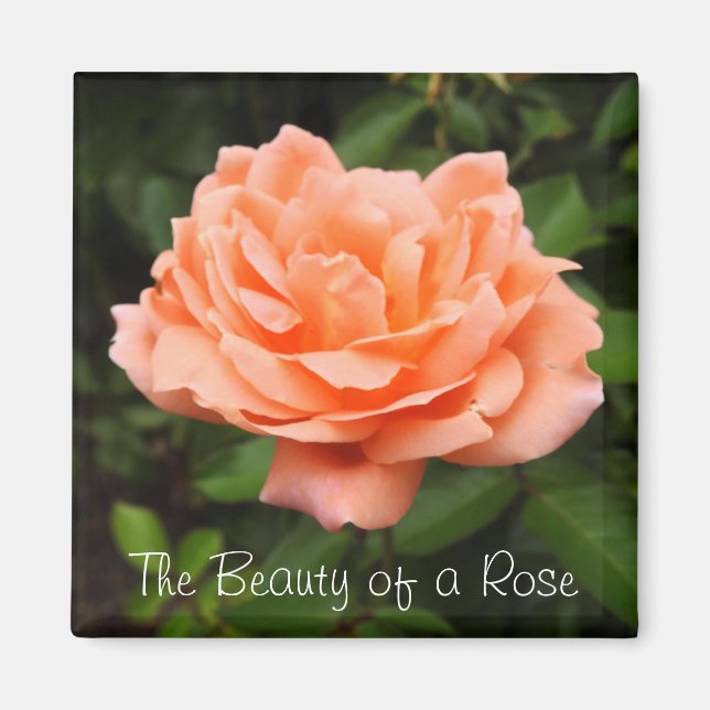 Apricot Rose Magnet (Front)