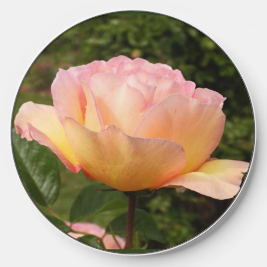 Apricot Rose Wireless Charger (Front)