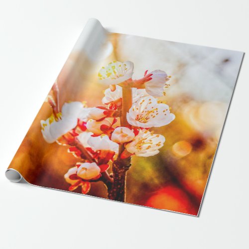 Apricot Sakura Flowers In Light Of The Setting Sun Wrapping Paper