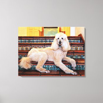 Apricot Standard Poodle - Bocelli Canvas Print by SayWoof at Zazzle