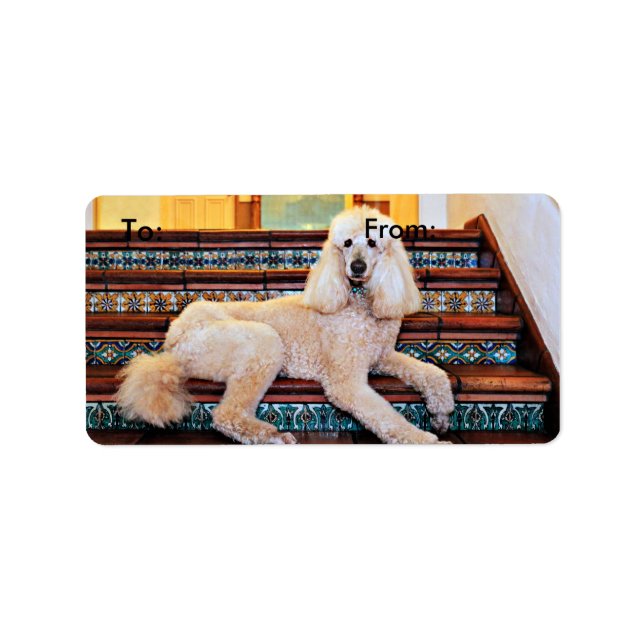 Apricot Standard Poodle - Bocelli Label (Front)