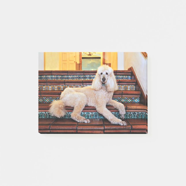 Apricot Standard Poodle - Bocelli Post-it Notes (Front)