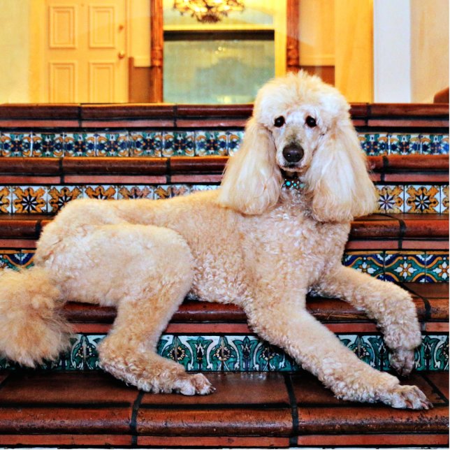 Apricot Standard Poodle - Bocelli Statuette (Front)