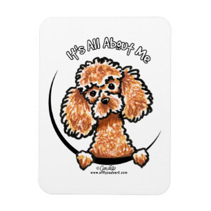 Apricot Toy Miniature Poodle IAAM Magnet