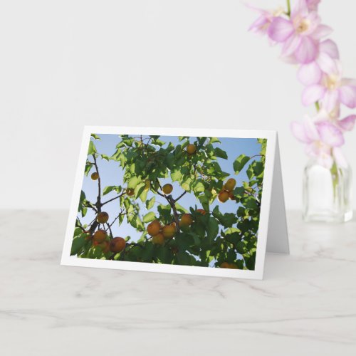 Apricot Tree Blue Sky Portrait Card