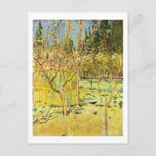 Apricot Trees in Blossom Van Gogh Fine Art Postcard