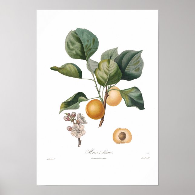 Apricot, White Apricot Poster (Front)