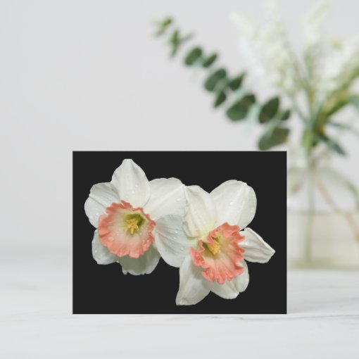Apricot/White Jonquils/Daffodils Postcard Zazzle