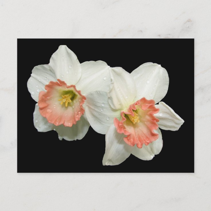 Apricot/White Jonquils/Daffodils Postcard Zazzle