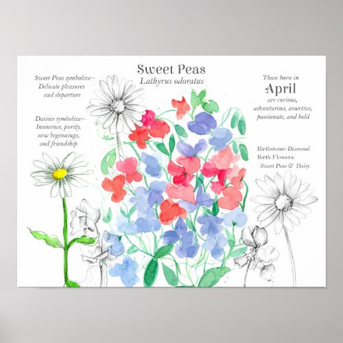 April Birthday Sweet Peas Daisy Birth Month  Poster