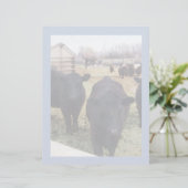 April Cattle (Standing Front)